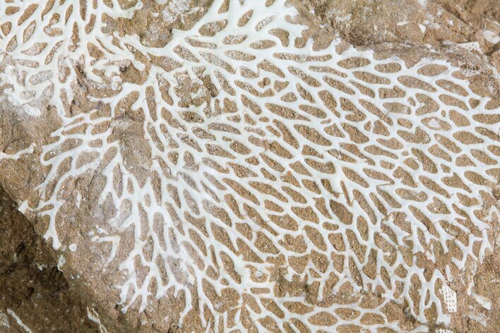 Ordovician Bryozoans (Chasmatopora) Plate - Estonia #73471